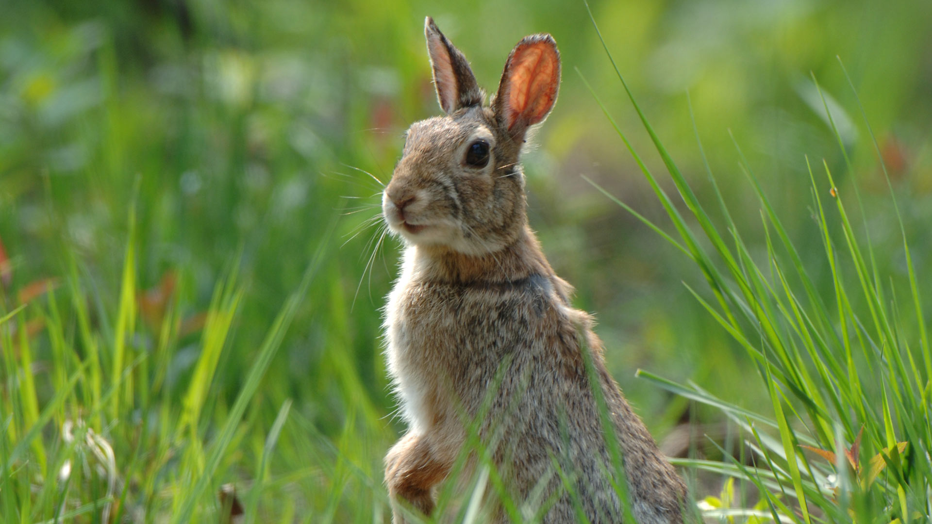 Parco naturale di stupinigi