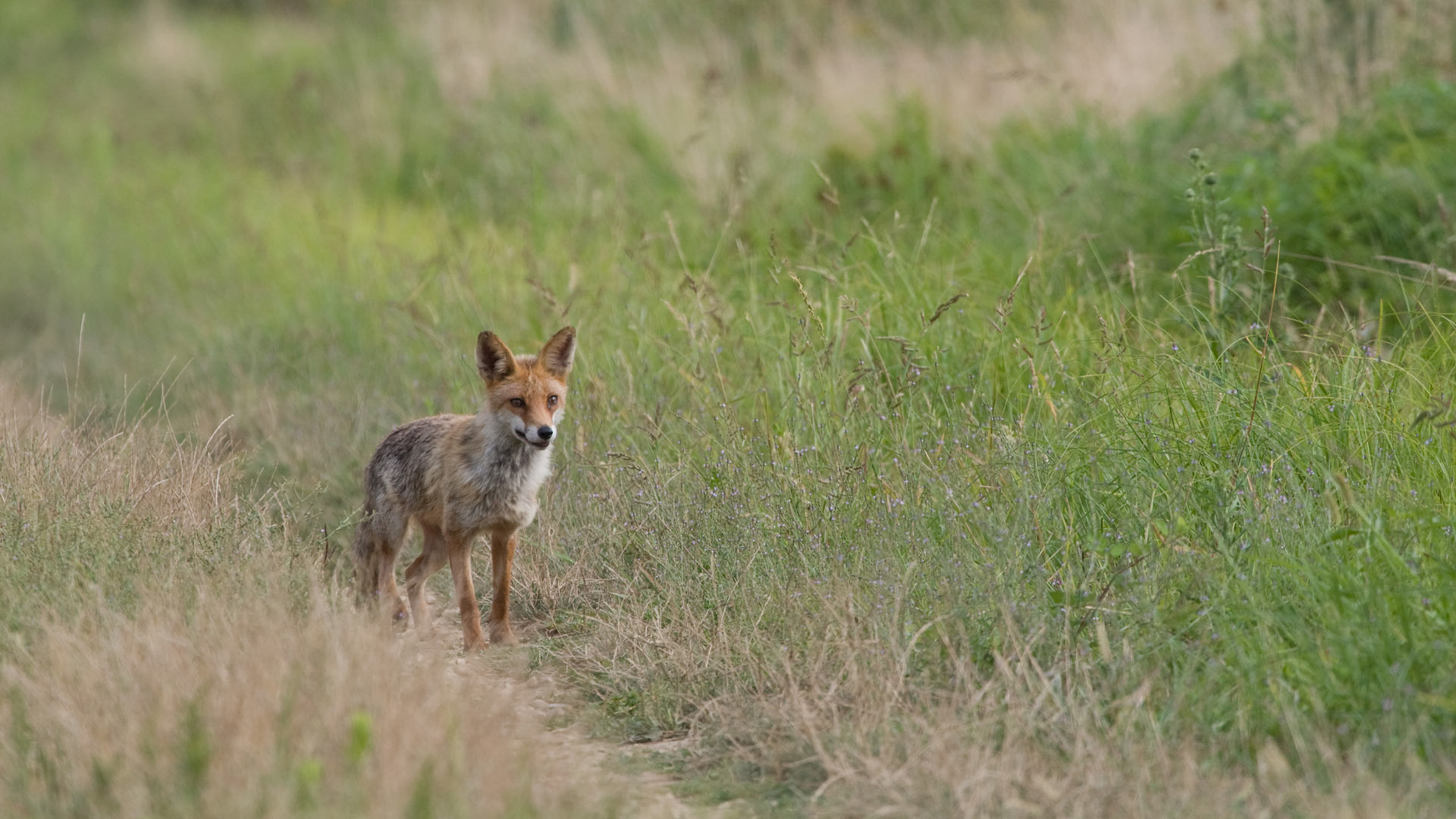 Parco naturale di stupinigi