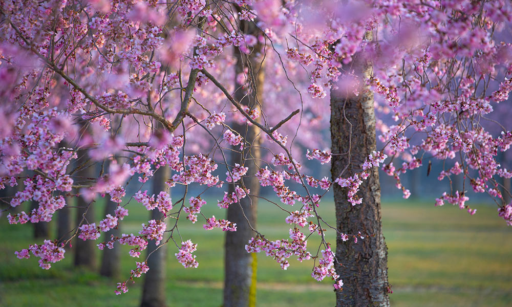 All’ombra dei ciliegi in fiore